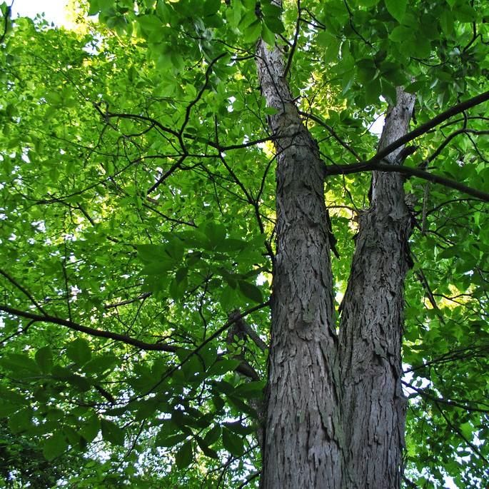 shagbark hickory (Carya ovata) plant — close-up photo