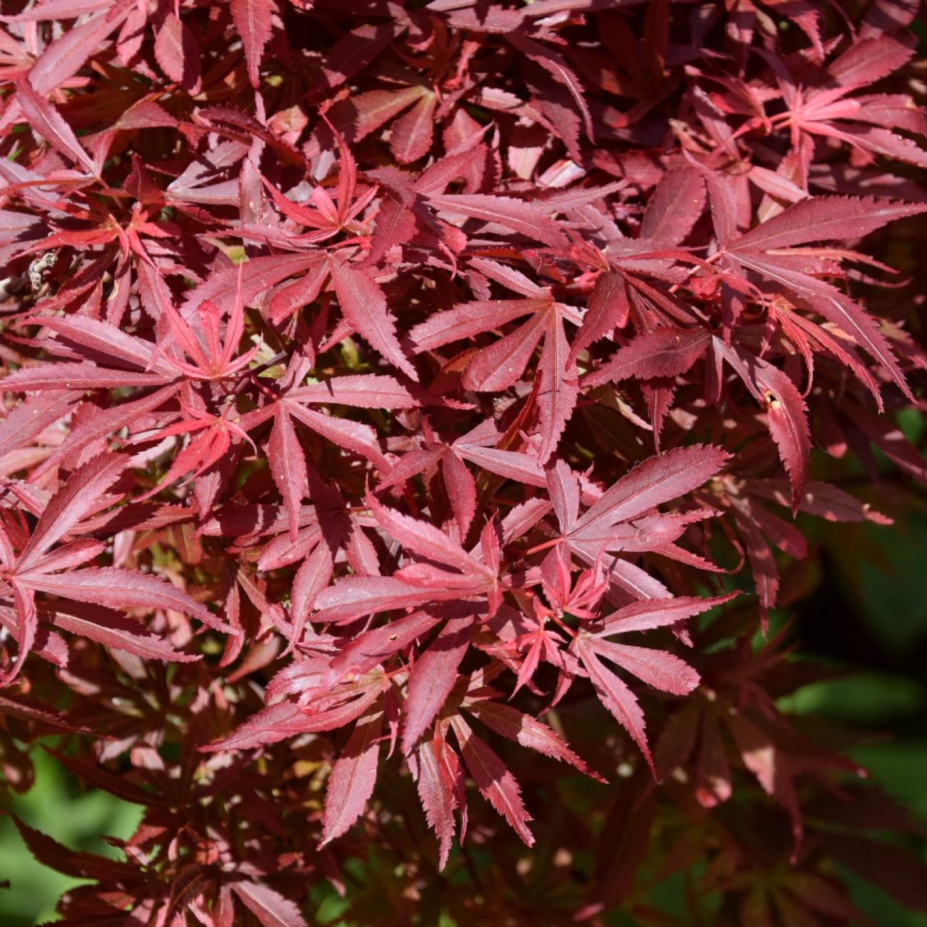 Shaina Japanese Maple (Acer palmatum 'Shaina') plant — close-up photo