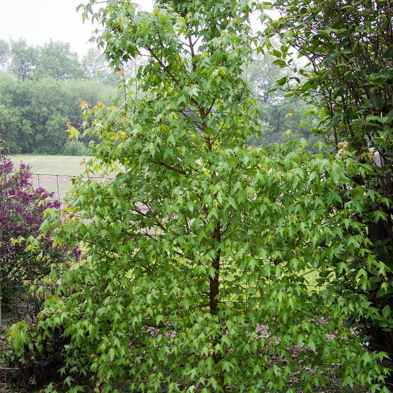 shantung maple (Acer truncatum) plant — close-up photo