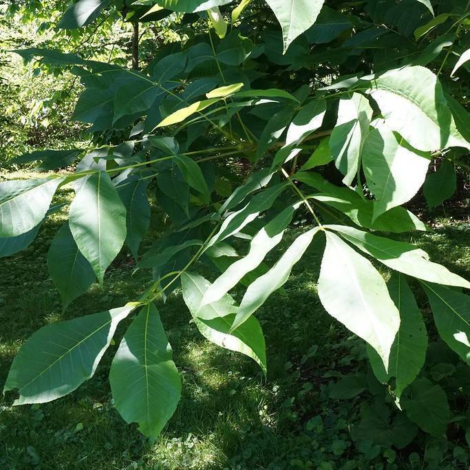 shellbark hickory (Carya laciniosa) plant — close-up photo
