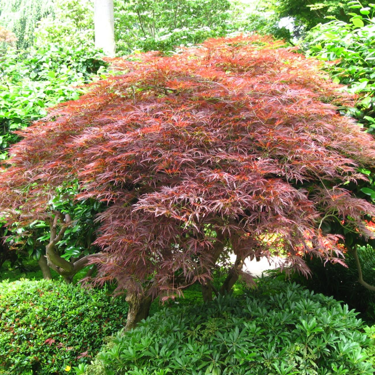 Sherwood Elfin Japanese Maple* (Acer palmatum 'Sherwood Elfin') plant — close-up photo