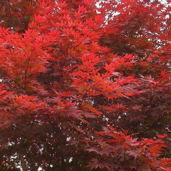 Sherwood Flame Japanese Maple (Acer palmatum 'Sherwood Flame') plant — close-up photo