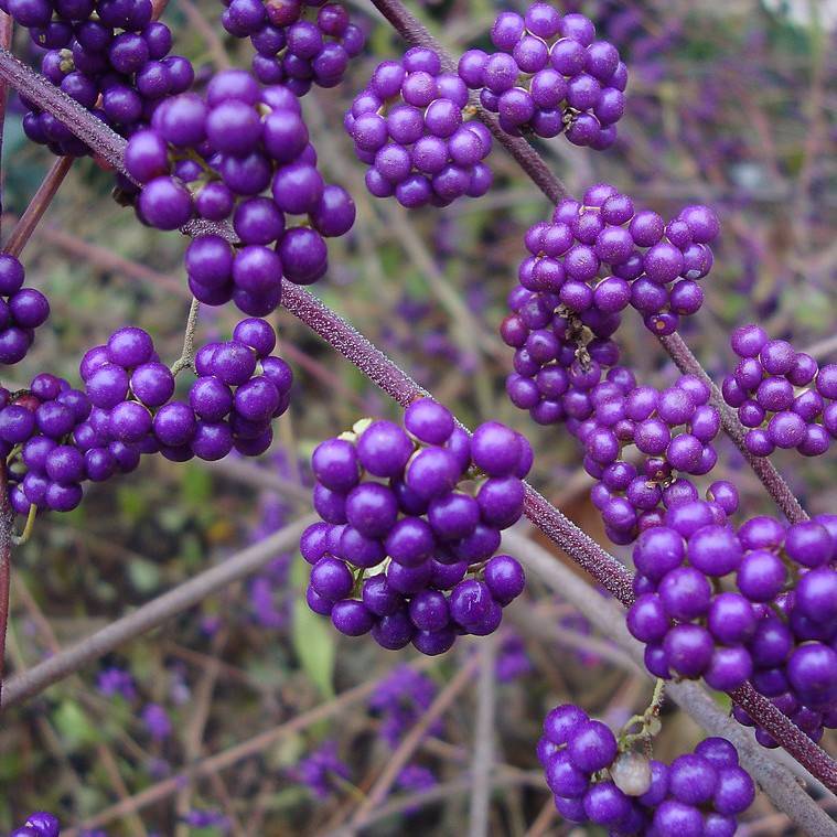 shikoku beautyberry (Callicarpa shikokiana) plant — close-up photo