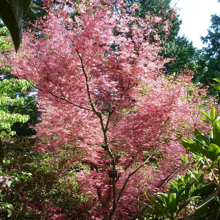 Shindeshojo Japanese Maple (Acer palmatum 'Shindeshojo') plant — close-up photo