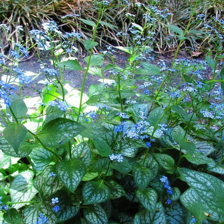 Siberian bugloss (Brunnera macrophylla 'Dawson's White') plant — close-up photo