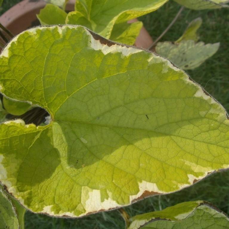 Siberian bugloss (Brunnera macrophylla 'Hadspen Cream') plant — close-up photo
