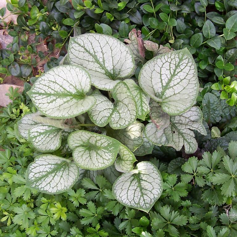Siberian bugloss (Brunnera macrophylla 'Jack Frost') plant — close-up photo