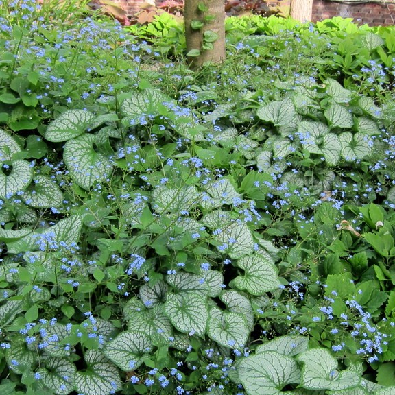 Siberian bugloss (Brunnera macrophylla 'King's Ransom') plant — close-up photo