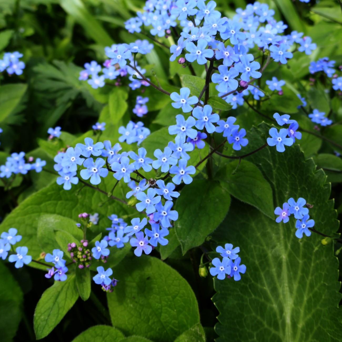 Siberian bugloss (Brunnera macrophylla 'Langtrees') plant — close-up photo