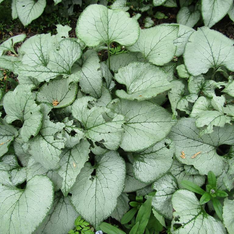 Siberian bugloss (Brunnera macrophylla 'Looking Glass') plant — close-up photo