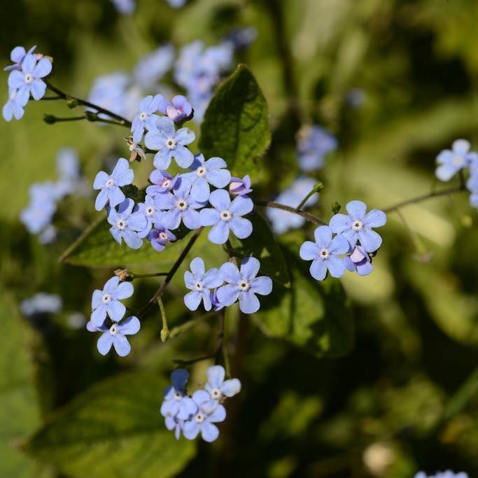 Siberian bugloss (Brunnera macrophylla 'Sea Heart') plant — close-up photo