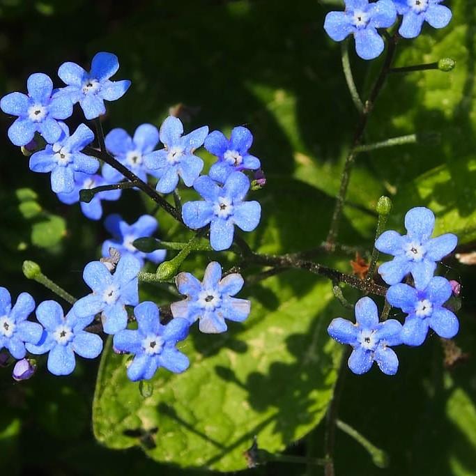 Siberian bugloss (Brunnera macrophylla 'Spring Yellow') plant — close-up photo
