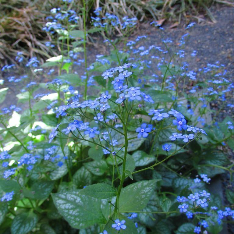 Siberian bugloss (Brunnera 'Silver Charm') plant — close-up photo