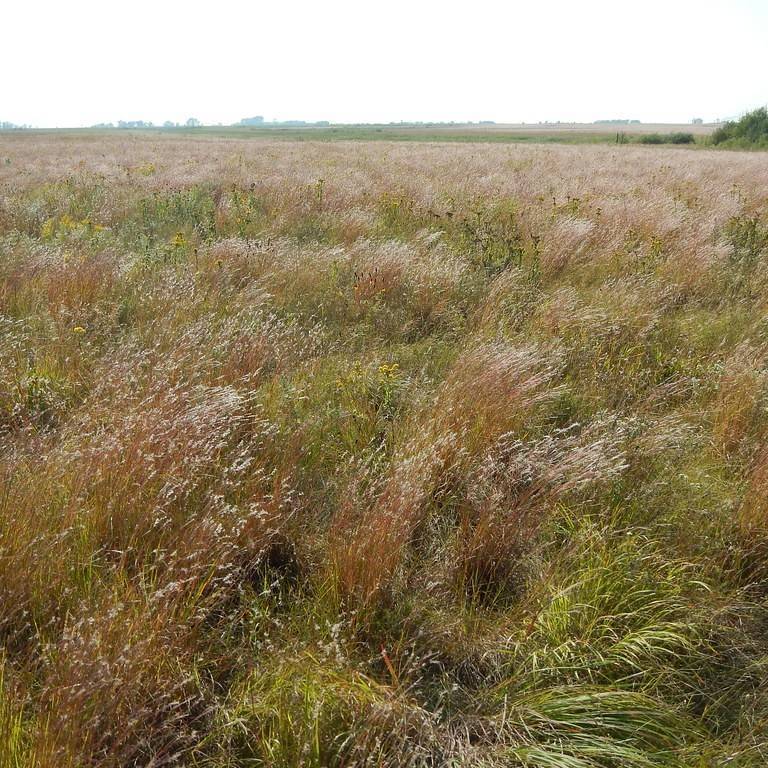 sideoats grass (Bouteloua curtipendula) plant — close-up photo