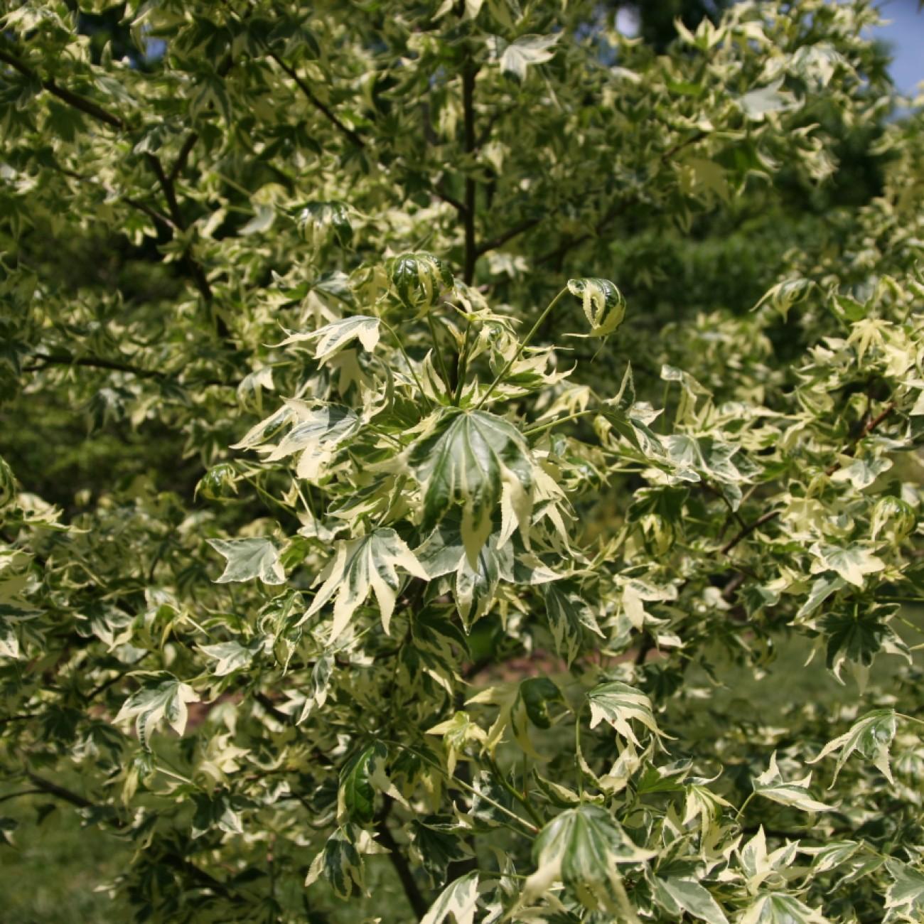 Silver King Sweet Gum (Liquidambar styraciflua 'Silver King') plant — close-up photo