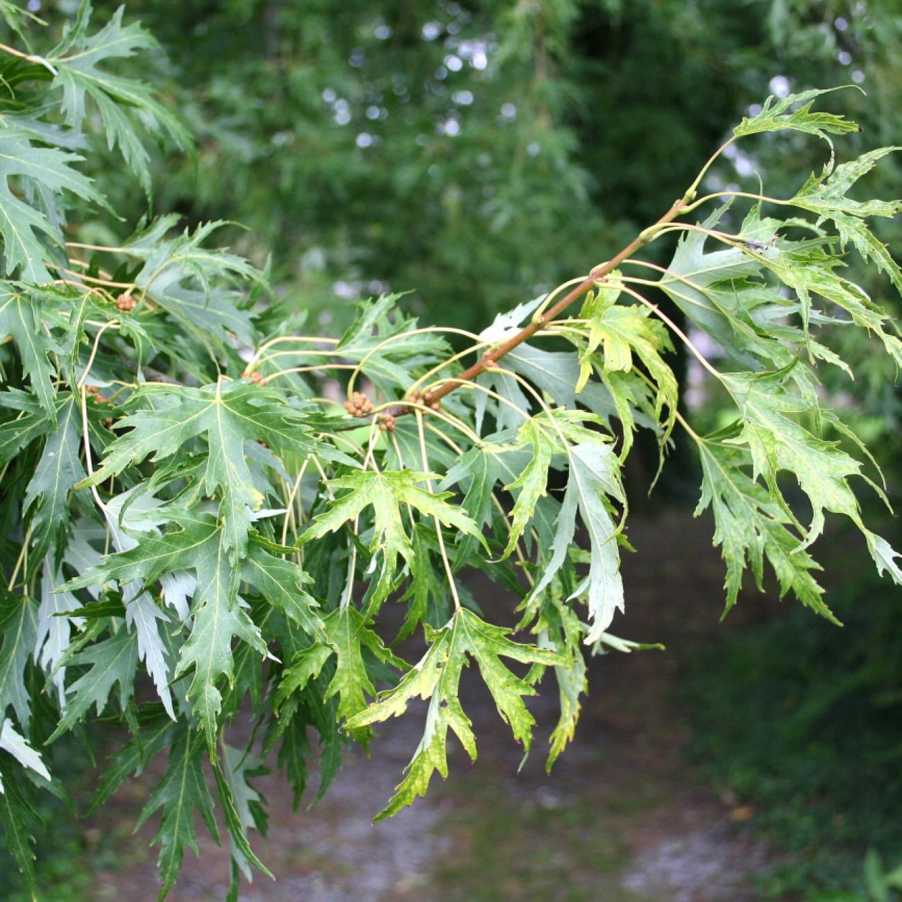 silver maple (Acer saccharinum 'Silver Queen') plant — close-up photo