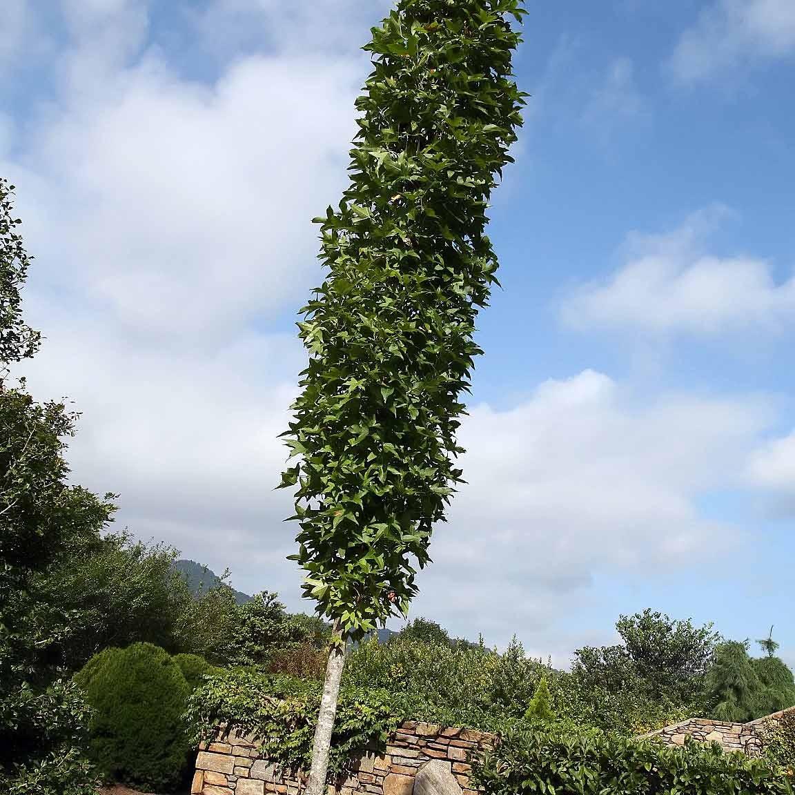 Slender Silhouette Sweet Gum (Liquidambar styraciflua 'Slender Silhouette') plant — close-up photo