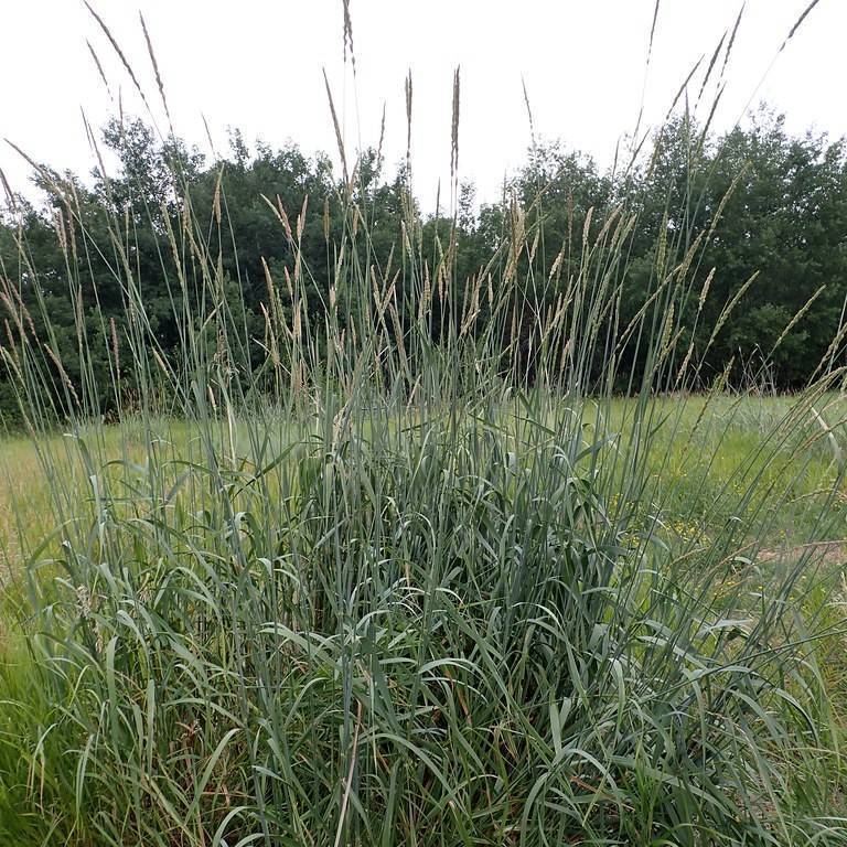 smooth brome (Bromus inermis 'Skinner's Gold') plant — close-up photo