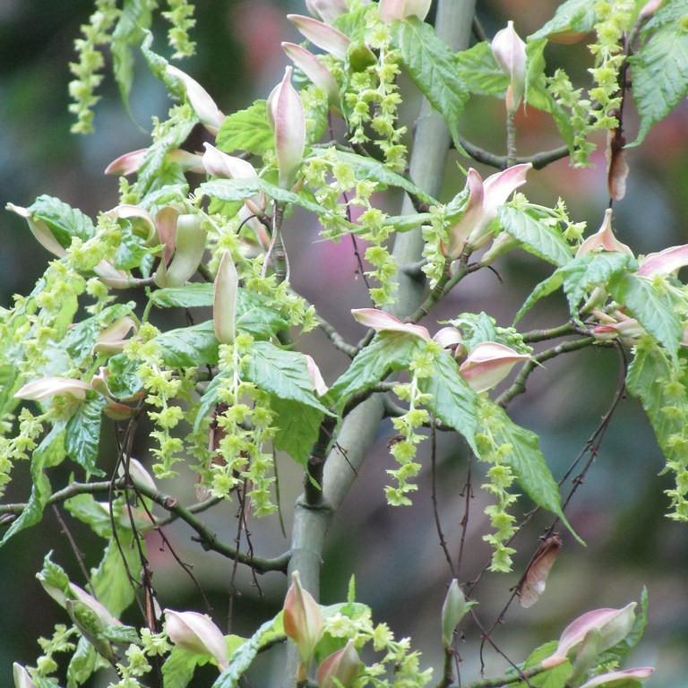 snakebark maple (Acer capillipes) plant — close-up photo