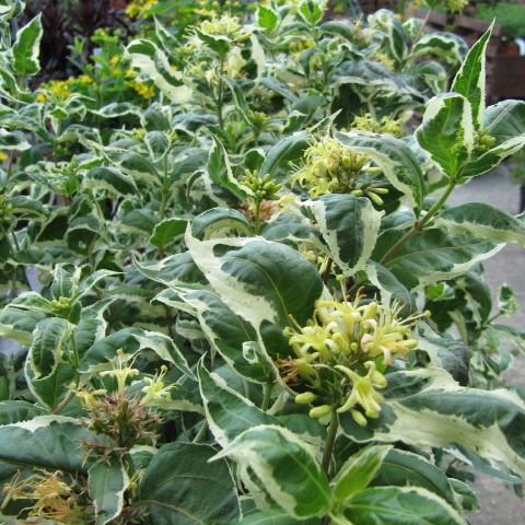 southern bush honeysuckle (Diervilla sessilifolia 'LPDC Podaras' COOL SPLASH) plant — close-up photo