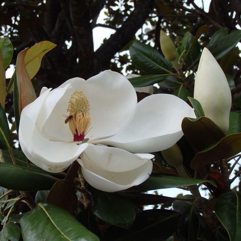 Southern Magnolia (Magnolia grandiflora) plant — close-up photo