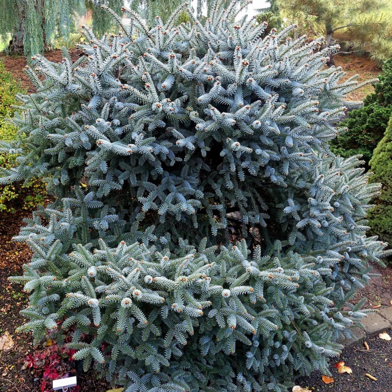 Spanish fir (Abies pinsapo 'Horstmann') plant — close-up photo
