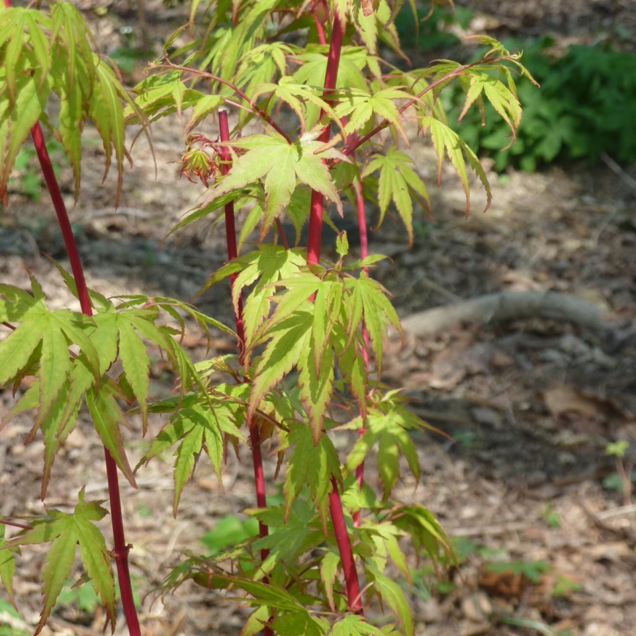 Spring Delight Japanese Maple (Acer palmatum 'Spring Delight') plant — close-up photo