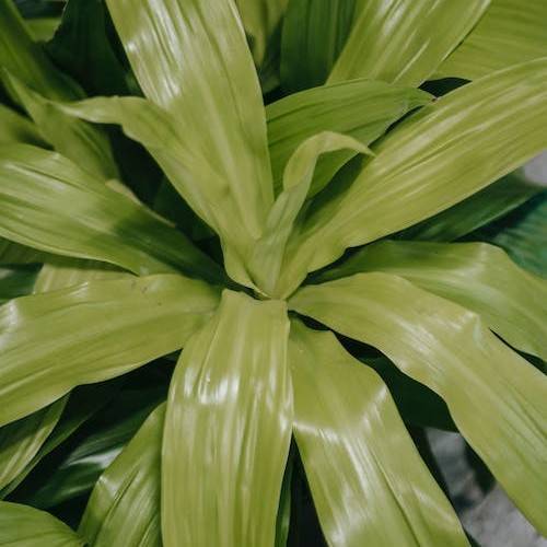 striped dracaena (Dracaena fragrans (Deremensis Group) 'Limelight') plant — close-up photo