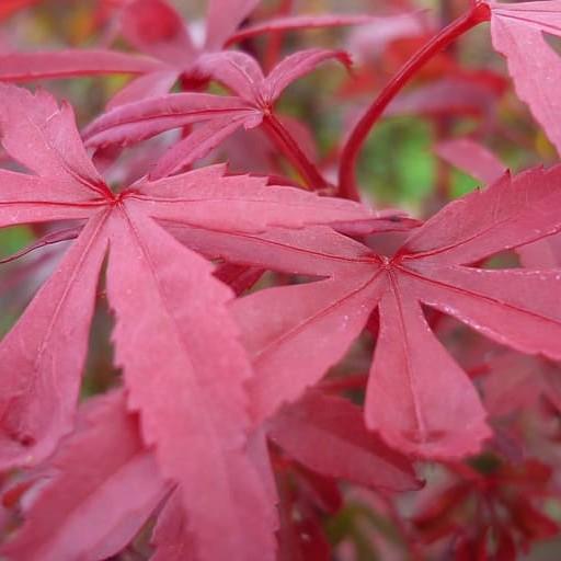 Suminagashi Japanese Maple (Acer palmatum 'Suminagashi') plant — close-up photo
