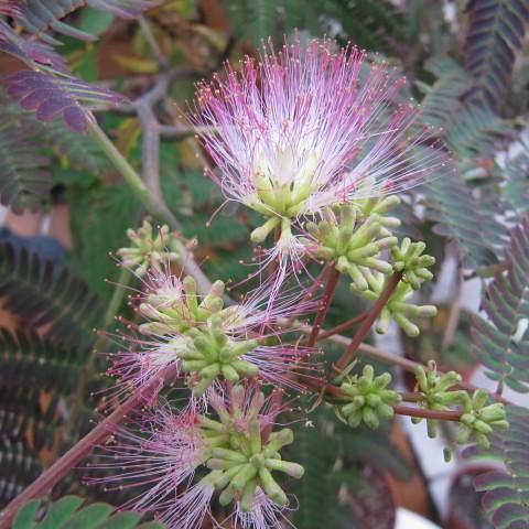 Summer Chocolate Mimosa (Albizia julibrissin 'Summer Chocolate') plant — close-up photo