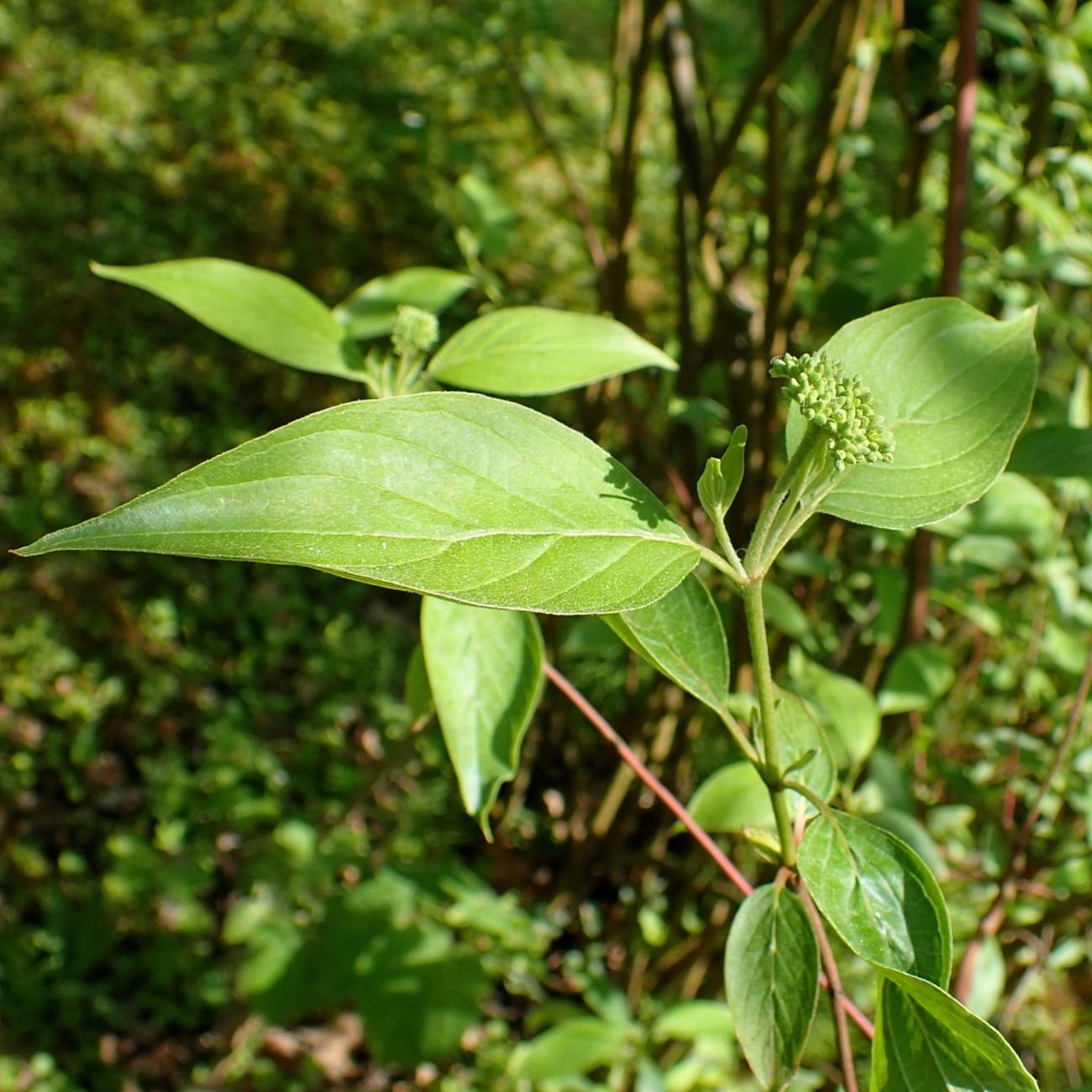 swamp dogwood (Cornus amomum subsp. obliqua) plant — close-up photo