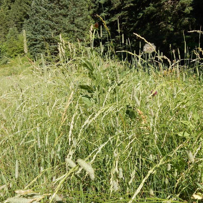 tall fescue (Festuca arundinacea 'Jaguar 3') plant — close-up photo
