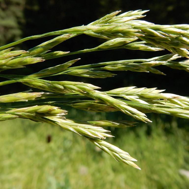 tall fescue (Festuca arundinacea PROSCAPE WINNING COLORS) plant — close-up photo