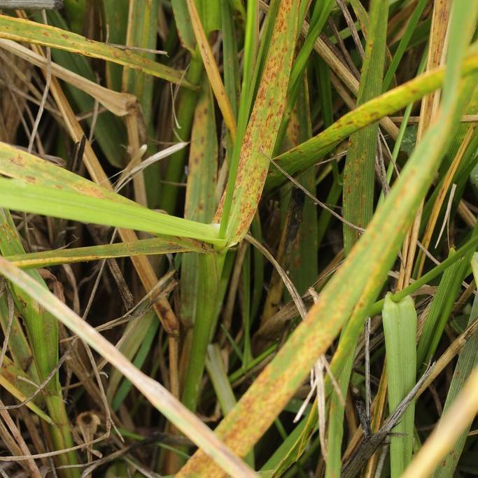 tall fescue (Festuca arundinacea 'Black Beauty') plant — close-up photo