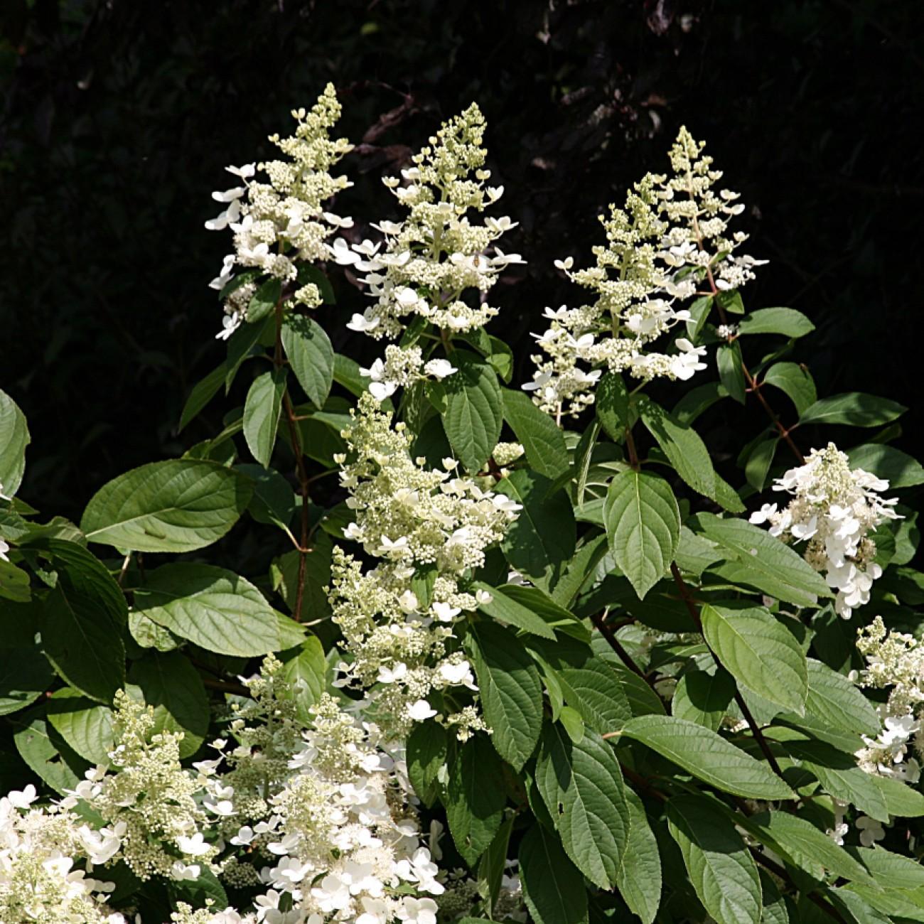 Tardiva Hydrangea (tree form) (Hydrangea paniculata 'Tardiva (tree form)') plant — close-up photo