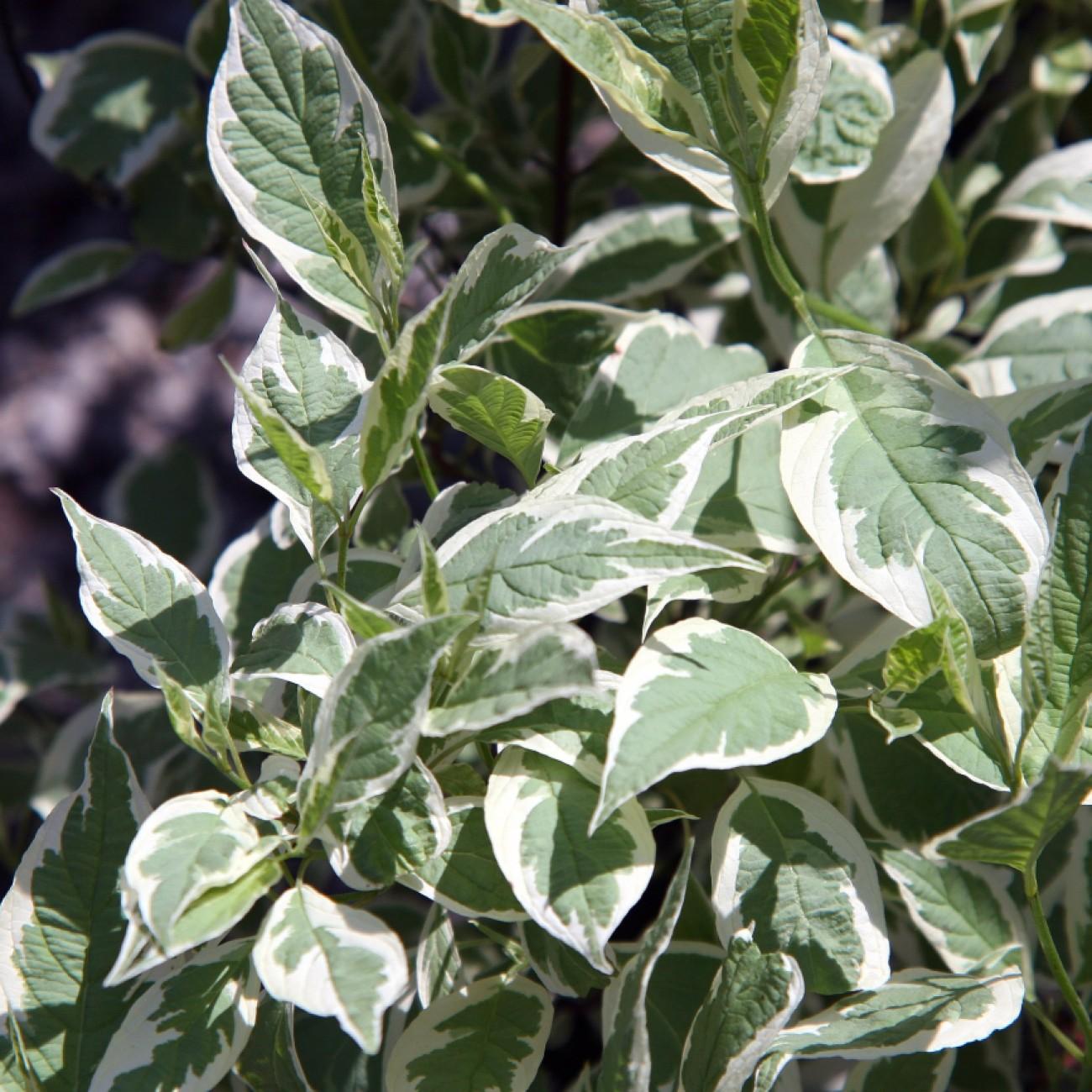 tatarian dogwood (Cornus alba 'Gouchaultii') plant — close-up photo