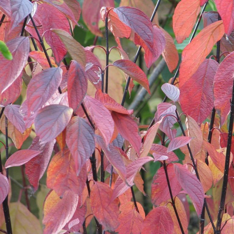 tatarian dogwood (Cornus alba 'Kesselringii') plant — close-up photo
