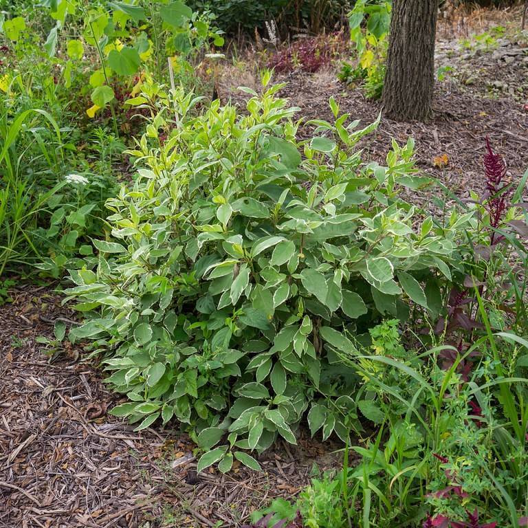 tatarian dogwood (Cornus alba 'Prairie Fire') plant — close-up photo