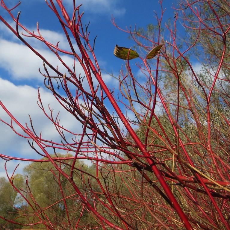 tatarian dogwood (Cornus alba 'Regnzam' RED GNOME) plant — close-up photo