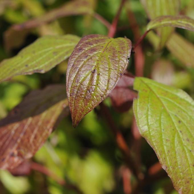 tatarian dogwood (Cornus alba 'Siberian Pearls') plant — close-up photo