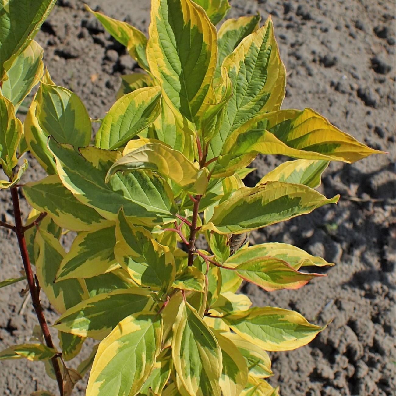tatarian dogwood (Cornus alba 'Spaethii') plant — close-up photo