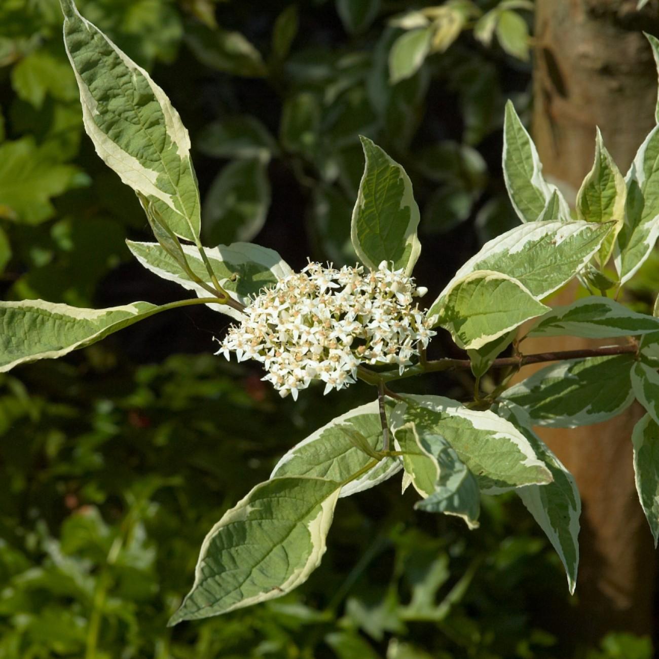 tatarian dogwood (Cornus alba) plant — close-up photo
