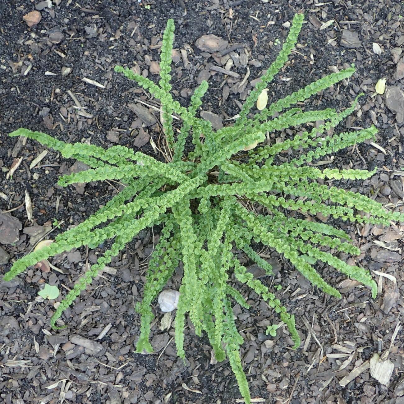 tatting fern (Athyrium filix-femina 'Frizelliae') plant — close-up photo