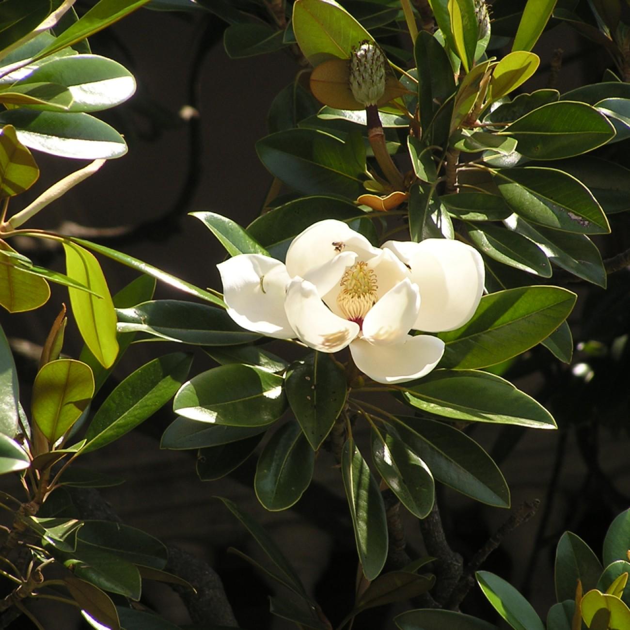 Teddy Bear® Magnolia (Magnolia grandiflora 'Southern Charm') plant — close-up photo