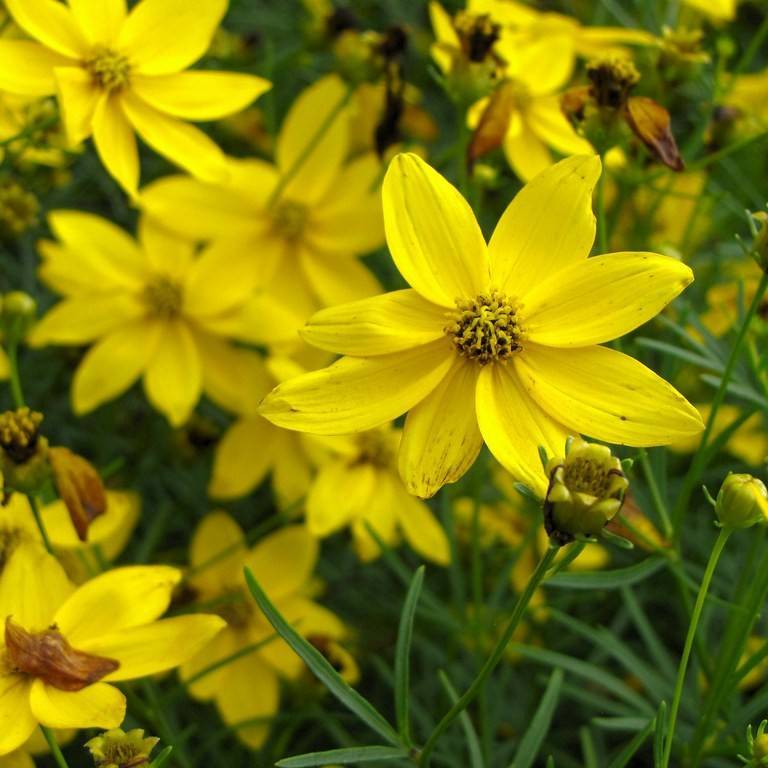 threadleaf coreopsis (Coreopsis verticillata 'Golden Gain') plant — close-up photo