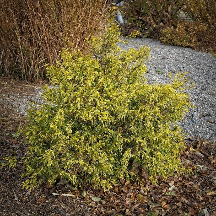 Threadleaf Falsecypress (Chamaecyparis pisifera 'Filifera') plant — close-up photo