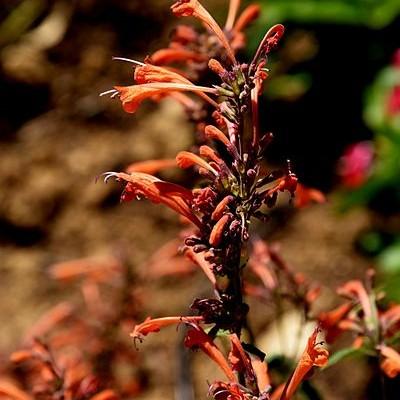 threadleaf giant hyssop (Agastache rupestris 'Apache Sunset') plant — close-up photo