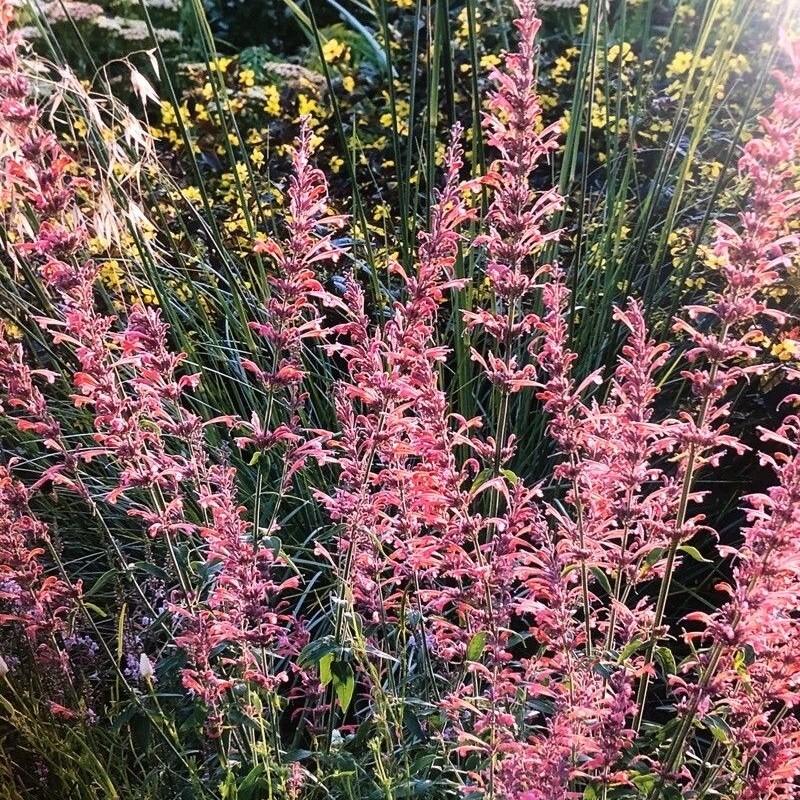 threadleaf giant hyssop (Agastache rupestris) plant — close-up photo
