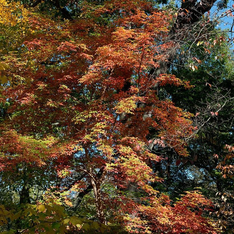 Three Flowered Maple (Acer triflorum) plant — close-up photo