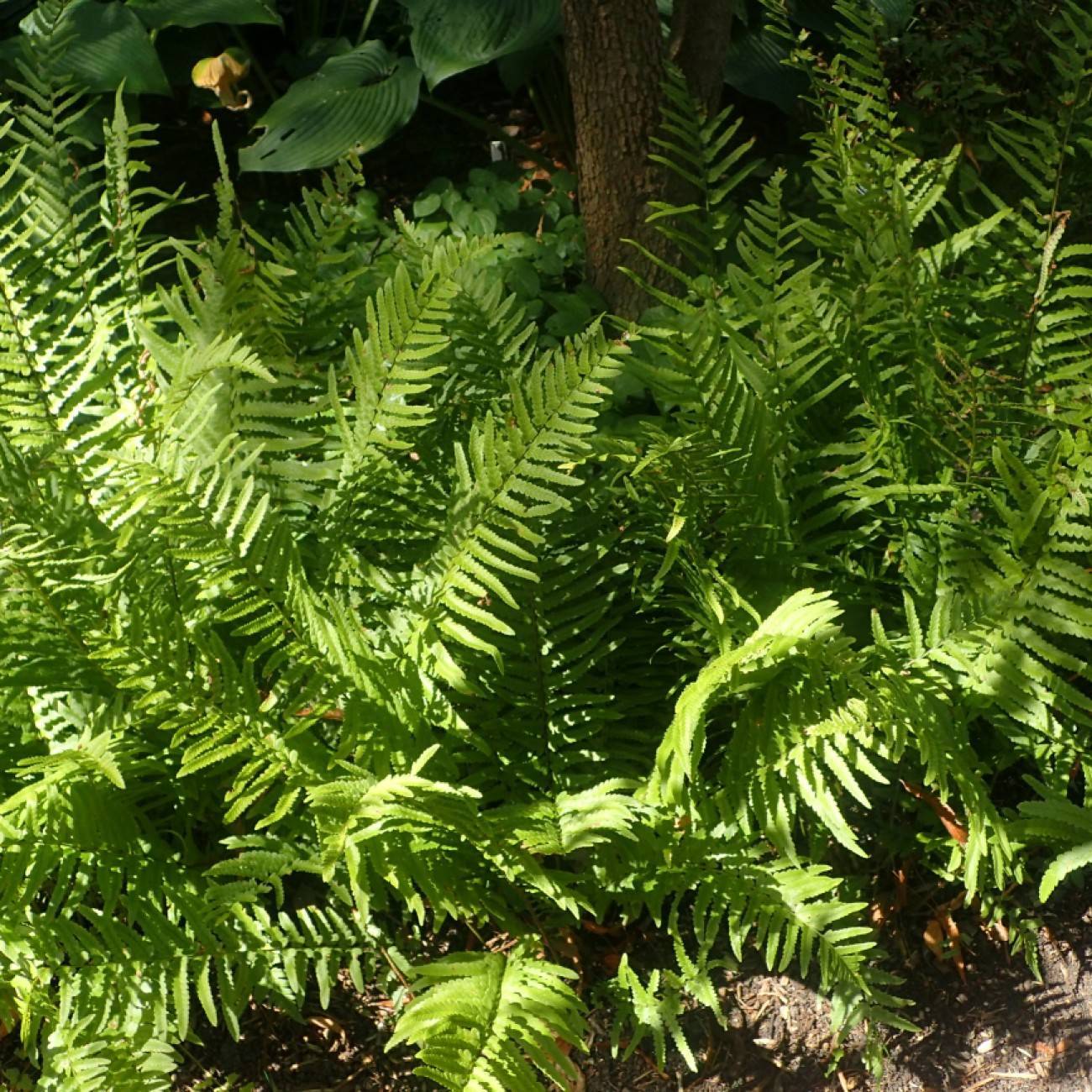 Tokyo wood fern (Dryopteris tokyoensis) plant — close-up photo
